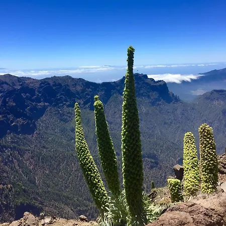 La Palma Wild אל פאסו